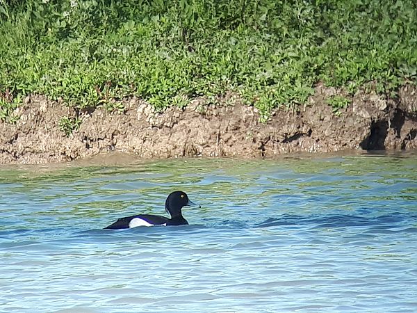 Moretta  - Lino Lipparini