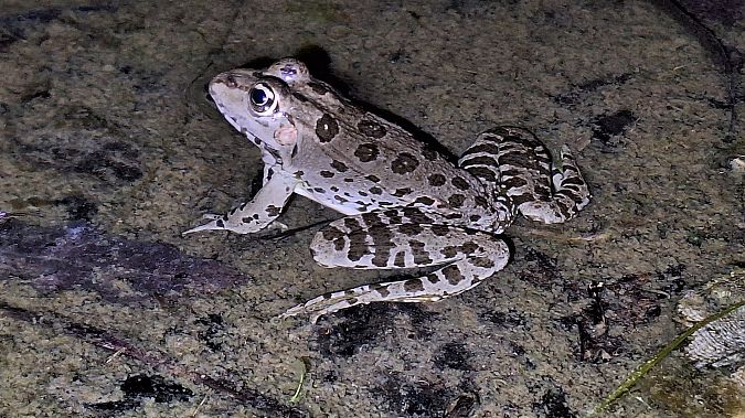 Rana dei Balcani / ridibonda  - Renato Cottalasso