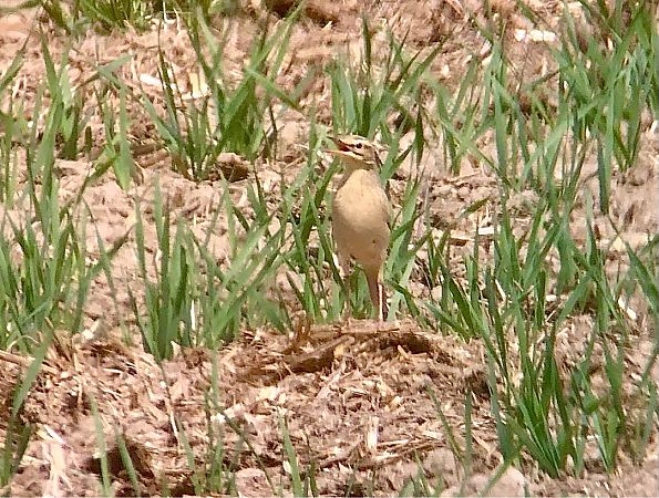 Trobat  - Ramon Prat Espelt
