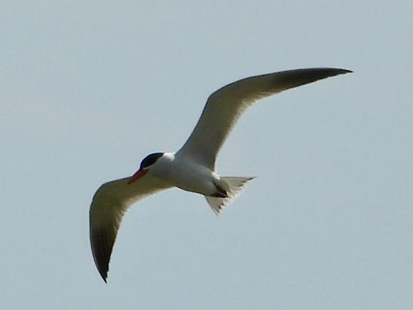Sterna maggiore  - Giampaolo Toniolo