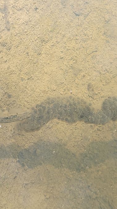 Granoteta de punts comuna  - Ramon Pou