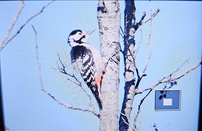 dzięcioł białogrzbiety  - Anna Kamilewicz-Wicik