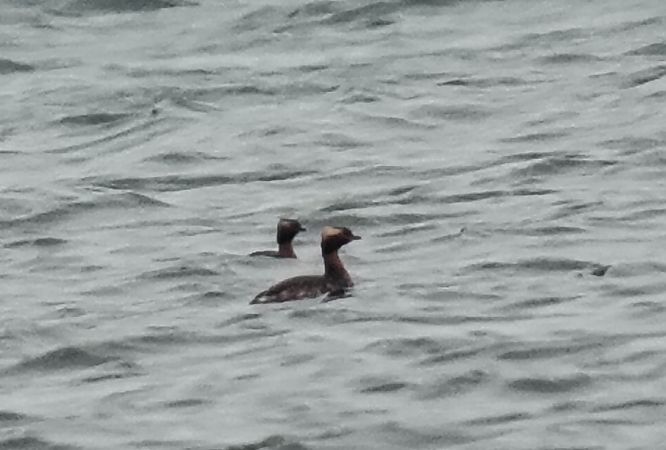 perkoz rogaty  - Marcin Sołowiej