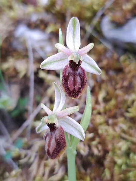 Ophrys arachnitiformis  - Emmanuel Cosson