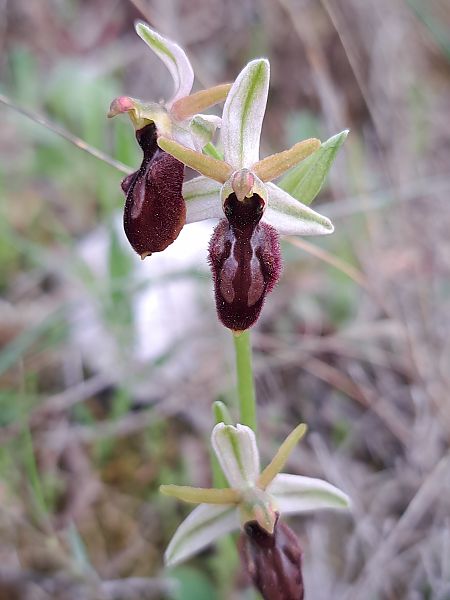 Ophrys arachnitiformis  - Emmanuel Cosson