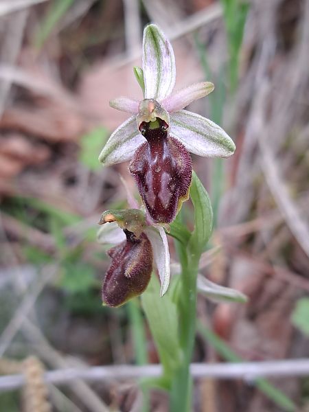 Ophrys arachnitiformis  - Emmanuel Cosson