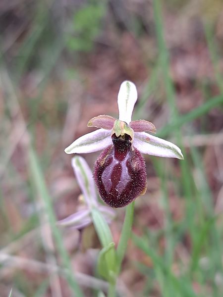 Ophrys arachnitiformis  - Emmanuel Cosson