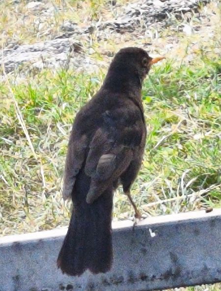 Merlo  - Johannes Freudenberger