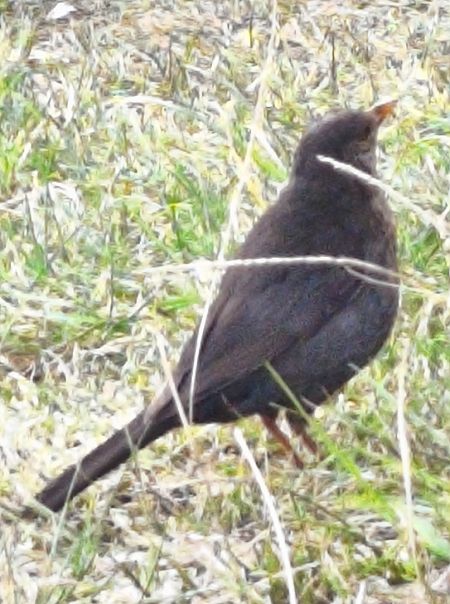 Merlo  - Johannes Freudenberger