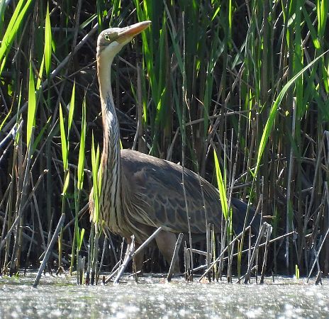 Airone rosso  - Matteo Faggi