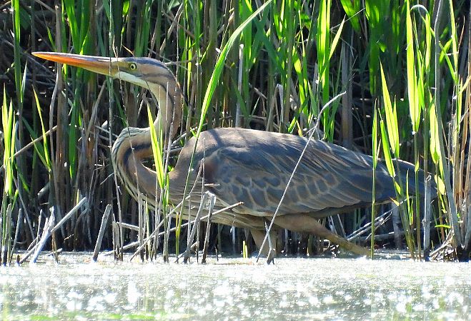 Airone rosso  - Matteo Faggi
