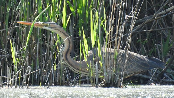 Airone rosso  - Matteo Faggi