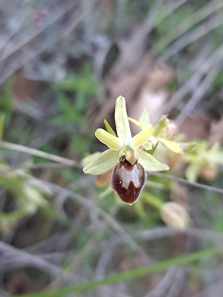 Ophrys araneola  - Emmanuel Cosson