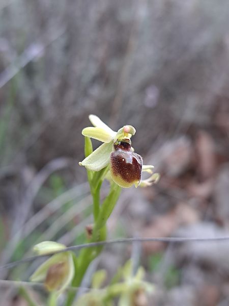 Ophrys araneola  - Emmanuel Cosson