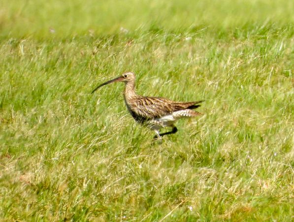 kulik wielki  - Krystyna Kowalska