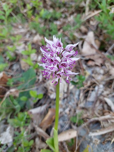 Orchis simia  - Jean-Louis Carlo