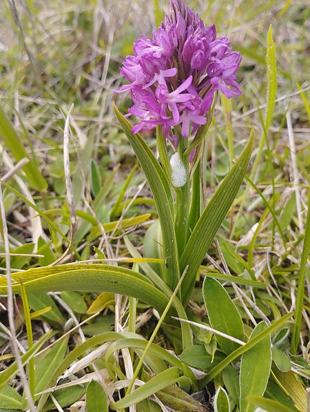 Anacamptis pyramidalis  - Gérard Joseph