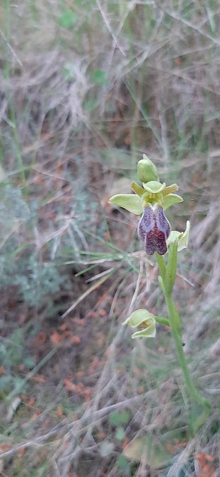 Ophrys forestieri  - Romain Sauvan