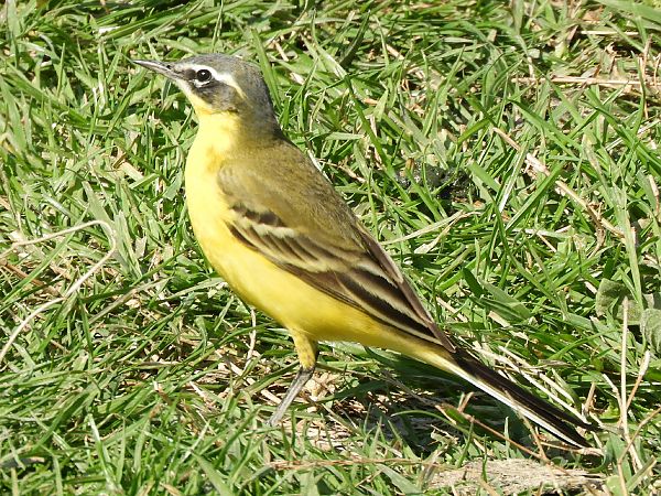 Cutrettola  - Massimo Tassinari