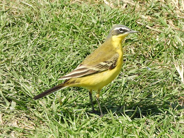 Cutrettola  - Massimo Tassinari