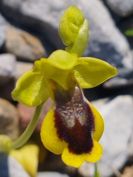 Ophrys delforgei  - Gérard Joseph