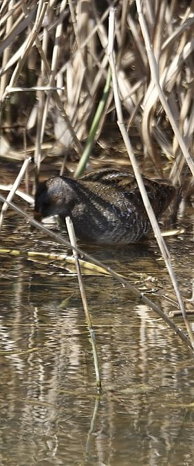 Marouette ponctuée  - Christine Ludwig
