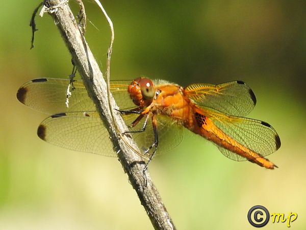 Libellula fulva  - Mario Paloni