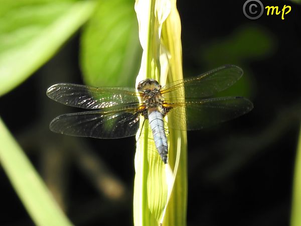 Libellula fulva  - Mario Paloni
