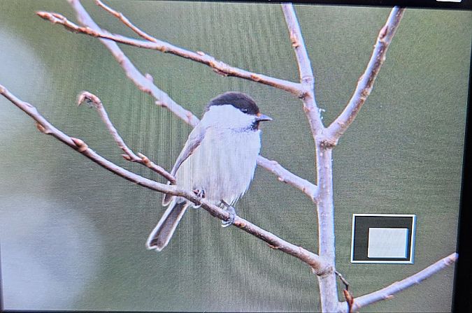 czarnogłówka  - Anna Kamilewicz-Wicik