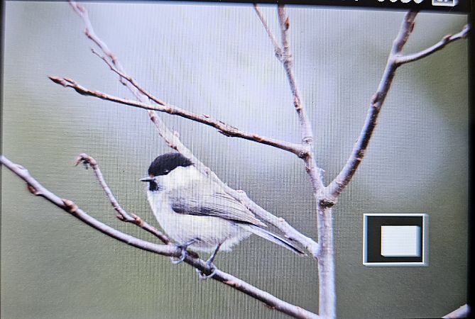 czarnogłówka  - Anna Kamilewicz-Wicik