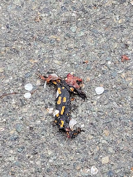 Salamandra pezzata  - Nicola Larroux