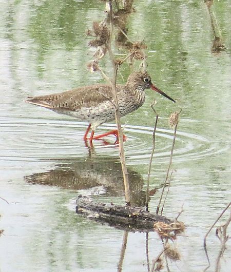 Pettegola  - Monica Carabella