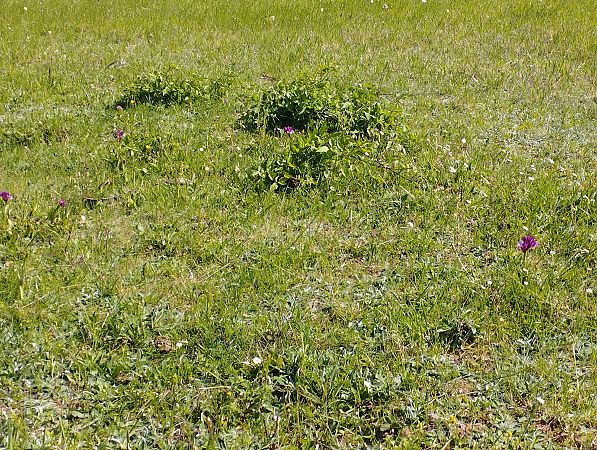 Anacamptis papilionacea var. expansa  - Gérard Joseph