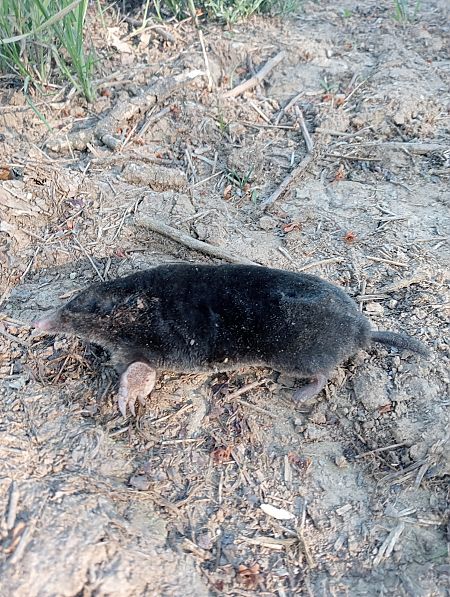 Talpa europea  - Walter Sassi