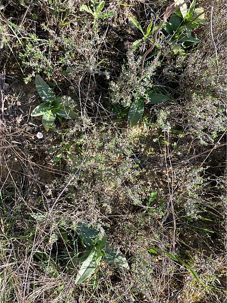 Ophrys sp.  - Florent de Gasperis