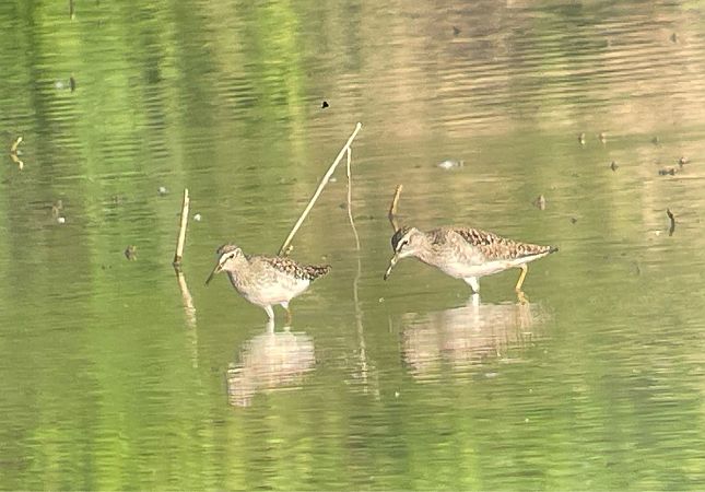 Piro-piro boschereccio  - Davide Aldi