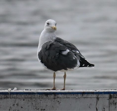 Heringsmöwe  - Artur Andrzejewski