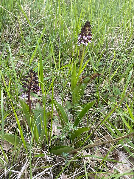 Orchis purpurea  - Jean-Pierre Crepeau