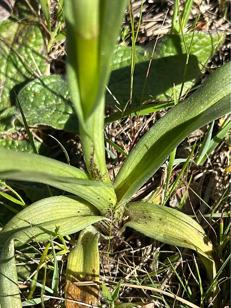 Serapias cordigera  - Roman Monnier