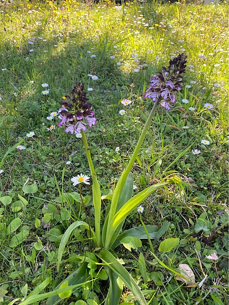 Orchis purpurea  - Maria Rita Gelso