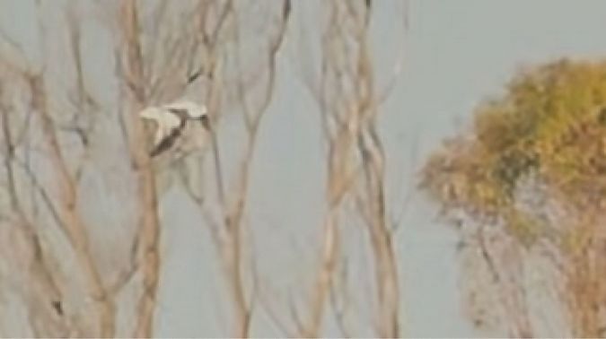 Gabbiano di Ross  - Enrico Castellucci