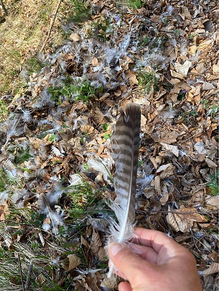 Poiana  - Lavinia Garibaldi (FVG)