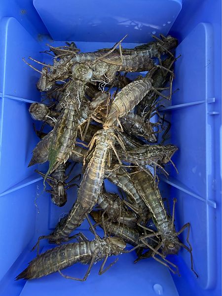 Anax imperator  - Andrea Galimberti