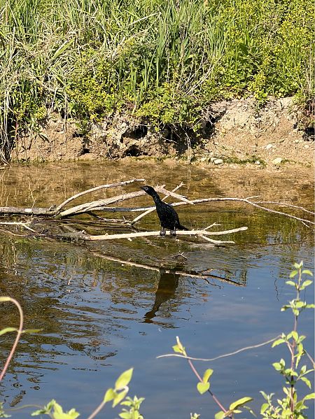 Marangone minore  - Philipp Stenz