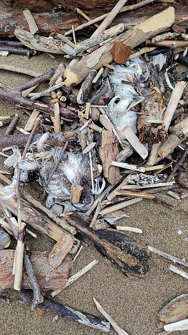 Fratercula arctica  - Gonzalo Torre