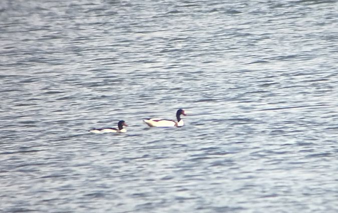 ohar  - Ryszard Ratuś