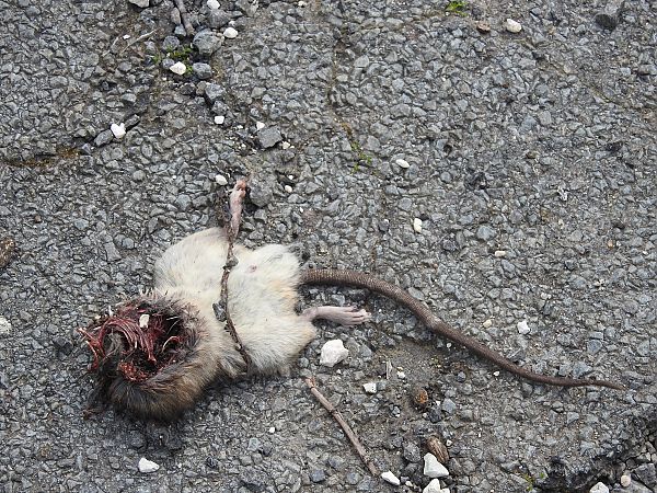 Ratto delle chiaviche / nero  - Mario Paloni