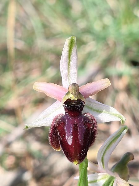 Ophrys arachnitiformis  - Enric Bringués