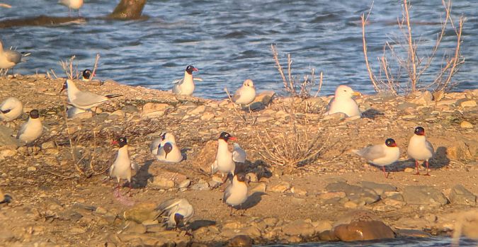 mewa czarnogłowa  - Robert Pach