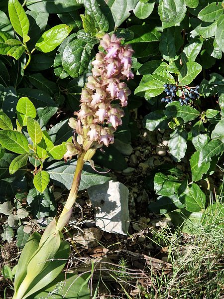 Himantoglossum robertianum  - Georges Olioso